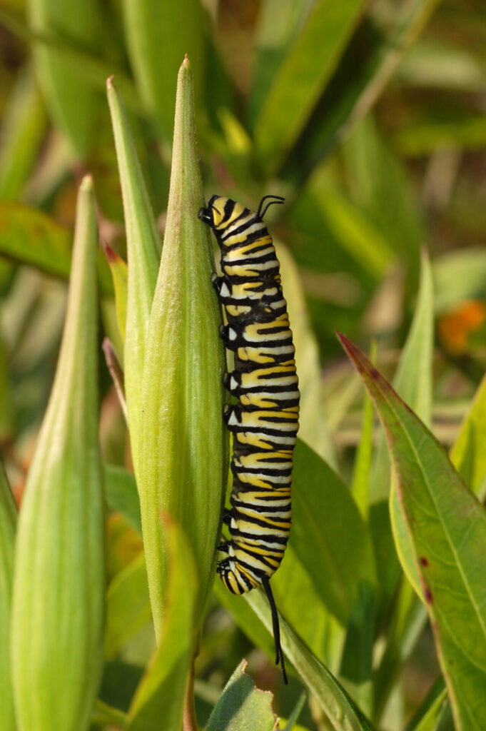 Mariposa monarca. Créditos (CC-BY): Derek Ramsey, vía Wikimedia Commons.