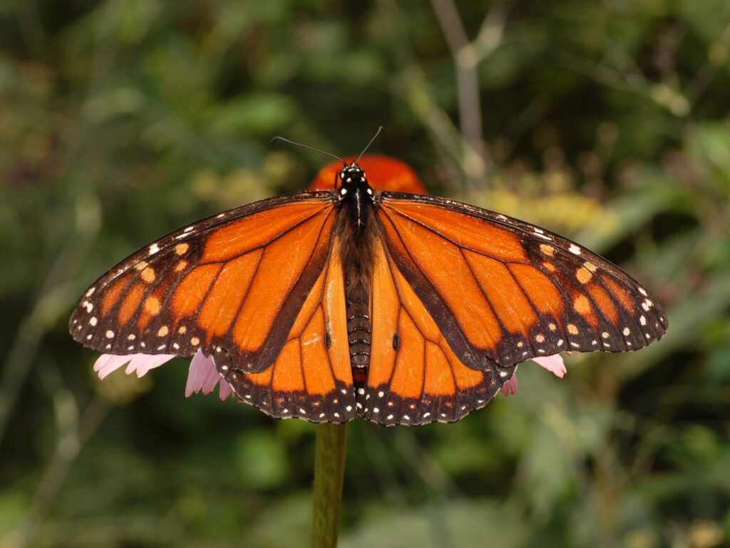 Mariposa monarca. Créditos (CC-BY): Derek Ramsey, vía Wikimedia Commons.