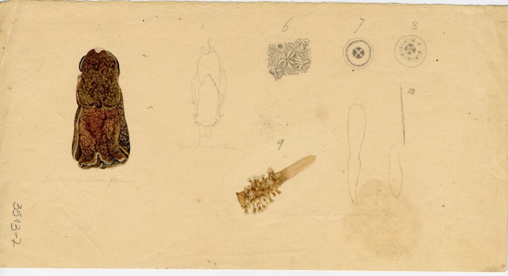 Créditos: Cortesía Archivo Histórico y Patrimonial de la Dirección Museológica de la Universidad Austral de Chile