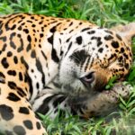 Créditos: Diego F. Parra