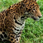 Créditos: Diego F. Parra