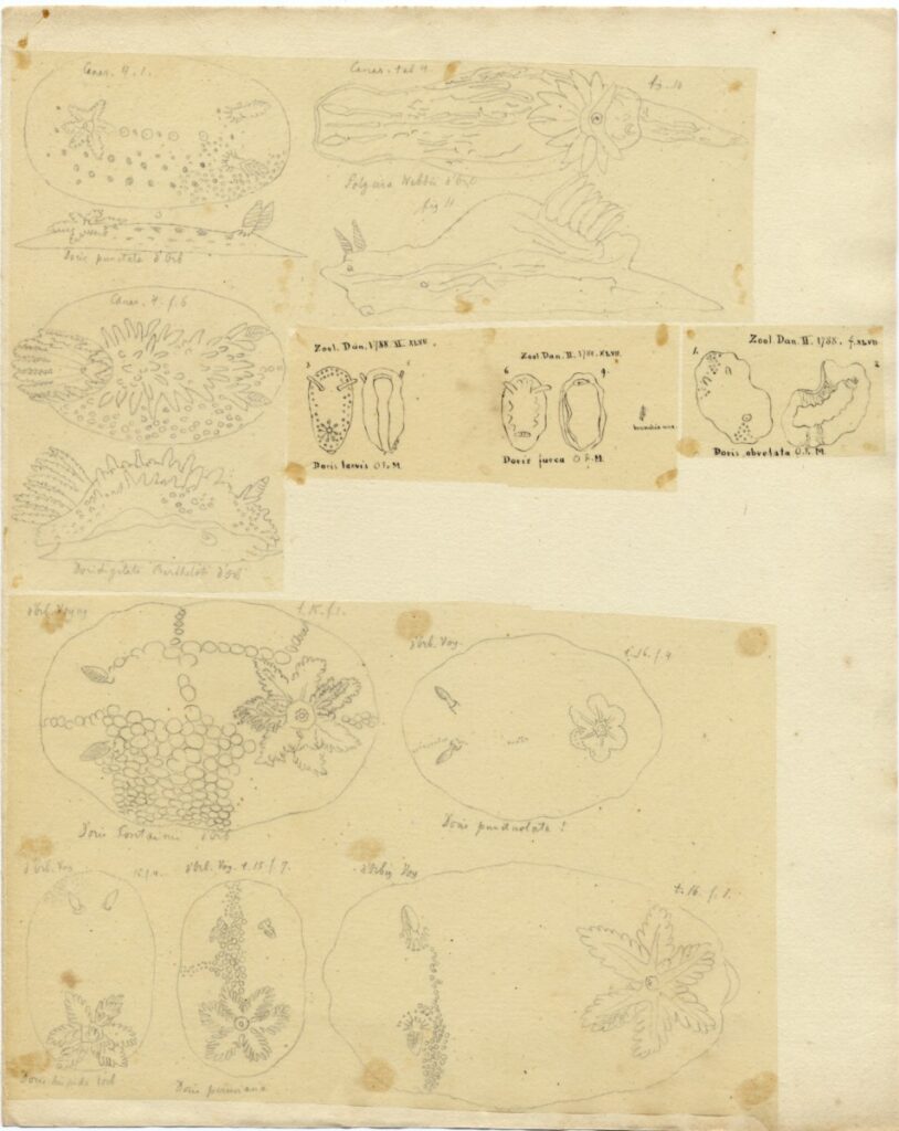 Créditos: Cortesía Archivo Histórico y Patrimonial de la Dirección Museológica de la Universidad Austral de Chile