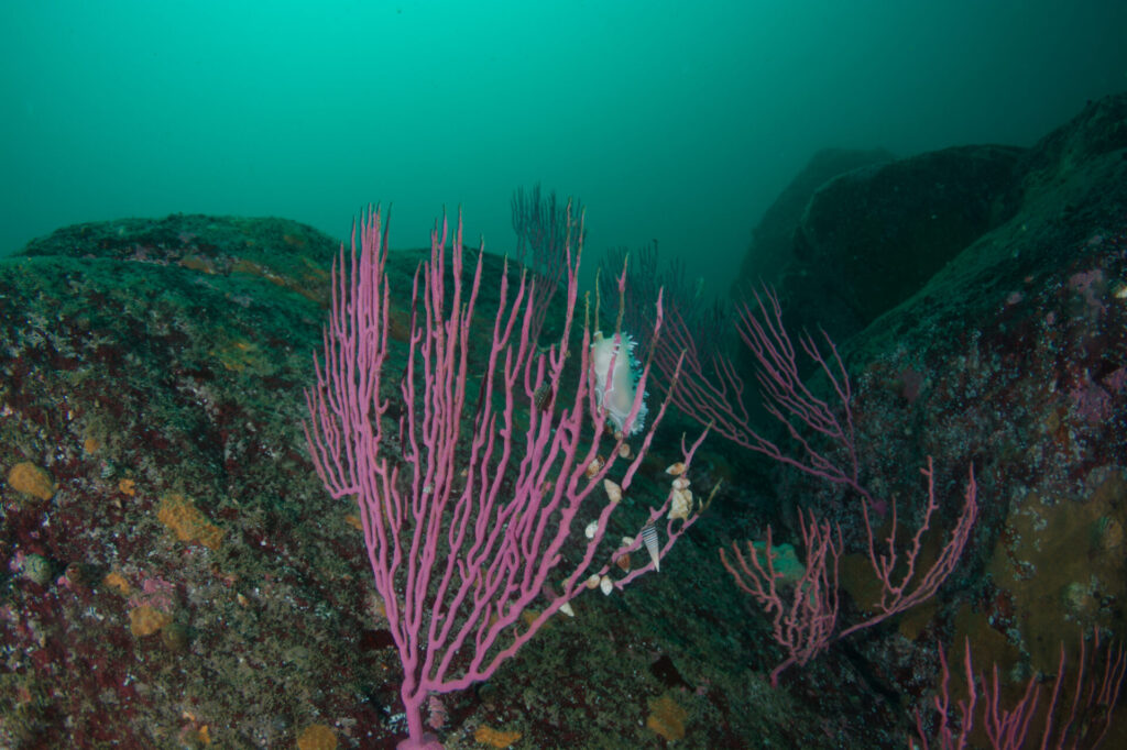 The Nature Conservancy Chile, en alianza con la Fundación Punta de Lobos, invita al “Día en torno al mar”, un espacio diseñado para celebrar y reflexionar sobre el vínculo con el océano.