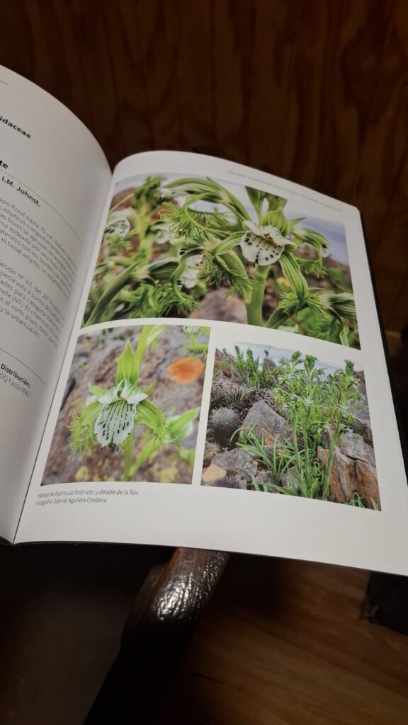 Flora Nativa y Endémica del Desierto Costero.