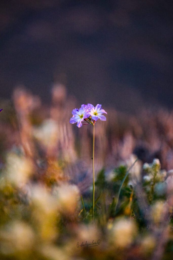 Flora Nativa y Endémica del Desierto Costero.