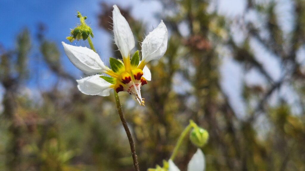 Flora Nativa y Endémica del Desierto Costero.