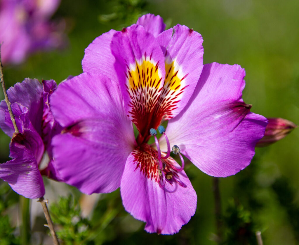 Flora Nativa y Endémica del Desierto Costero.