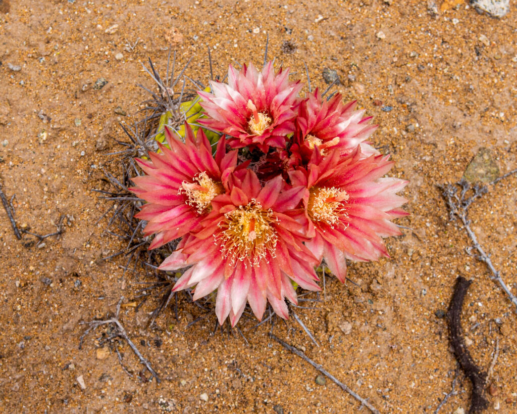 Flora Nativa y Endémica del Desierto Costero.