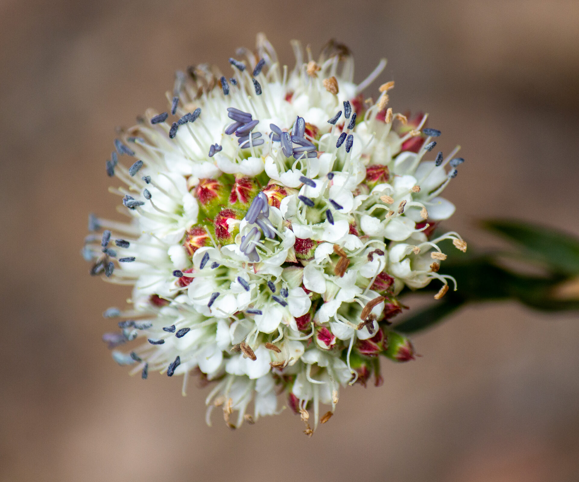 Lanzan libro sobre flora en la comuna de La Higuera: Flora Nativa y Endémica del Desierto Costero