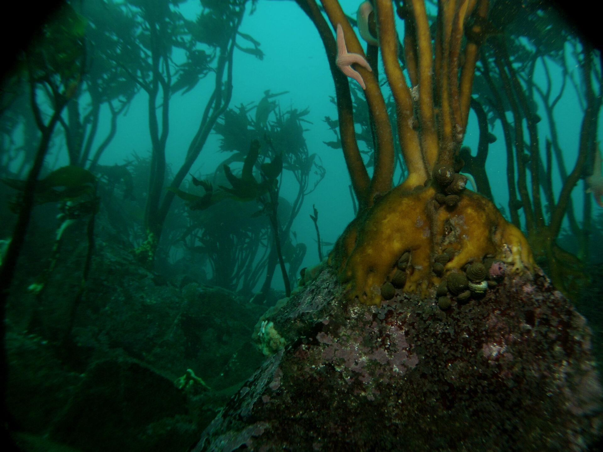 Joyas inspiradas en el mar: Proyecto del Biobío transforma los bosques de huiro en piezas que unen arte, ciencia y sostenibilidad