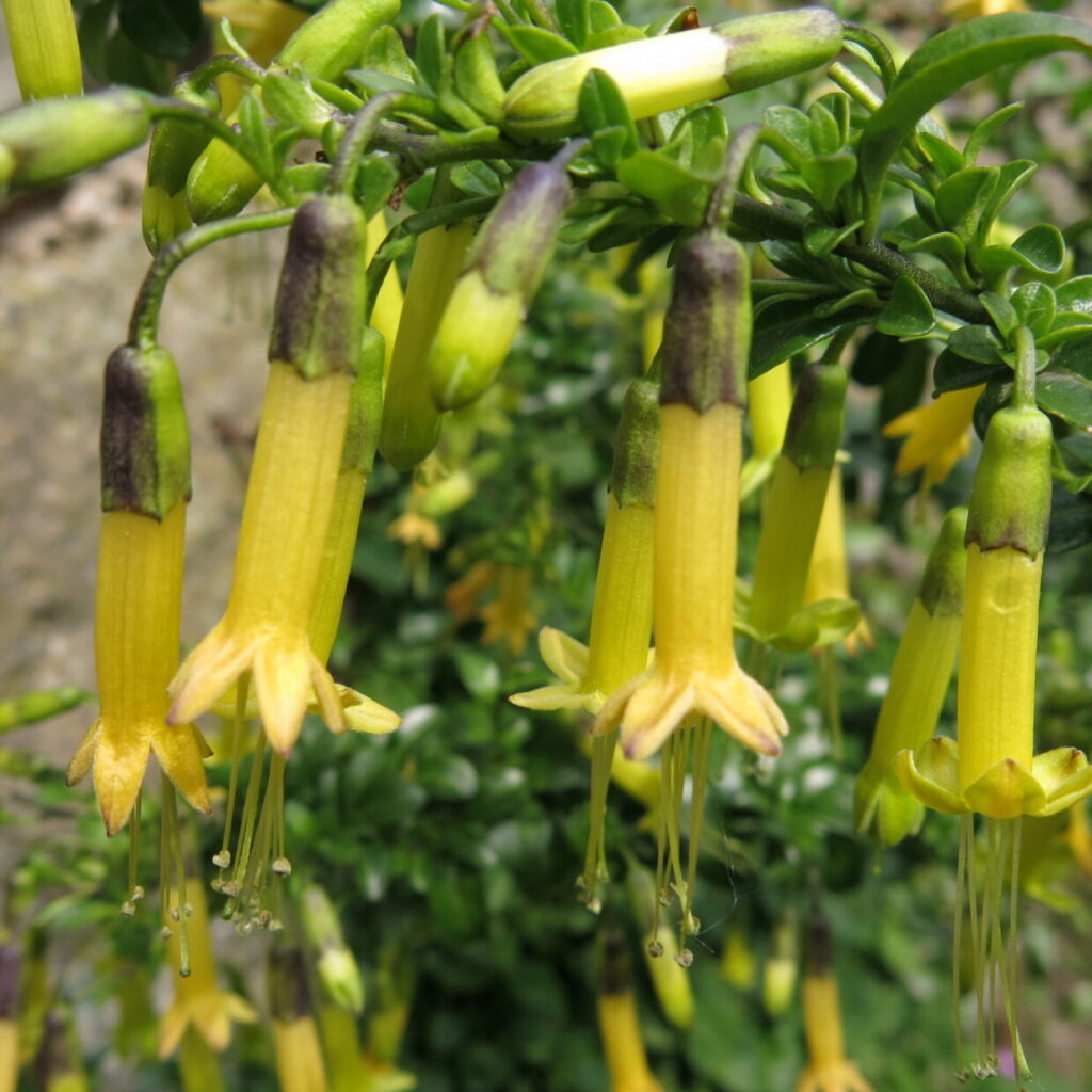 Vestia Foetida (Huévil). Créditos: M.F.Gardner, RBG Edinburgh