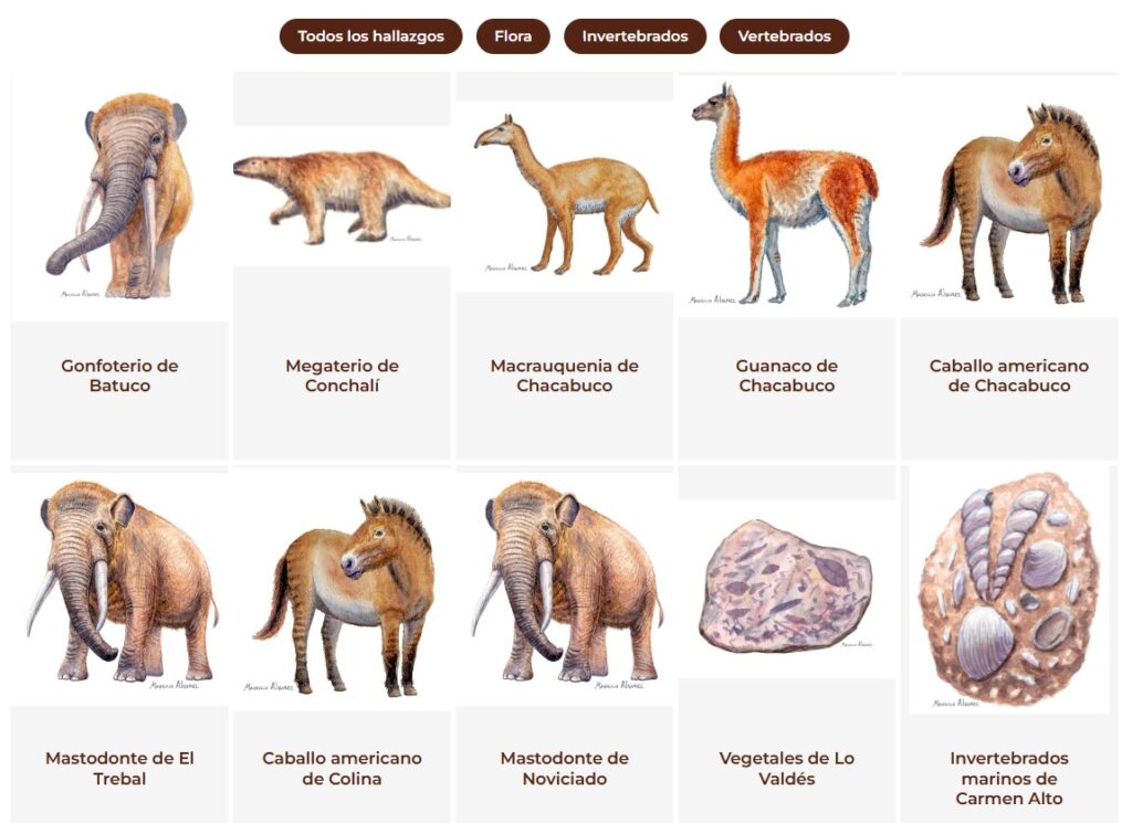 Ilustraciones científicas. Créditos: Equipo de Paleo a un Click