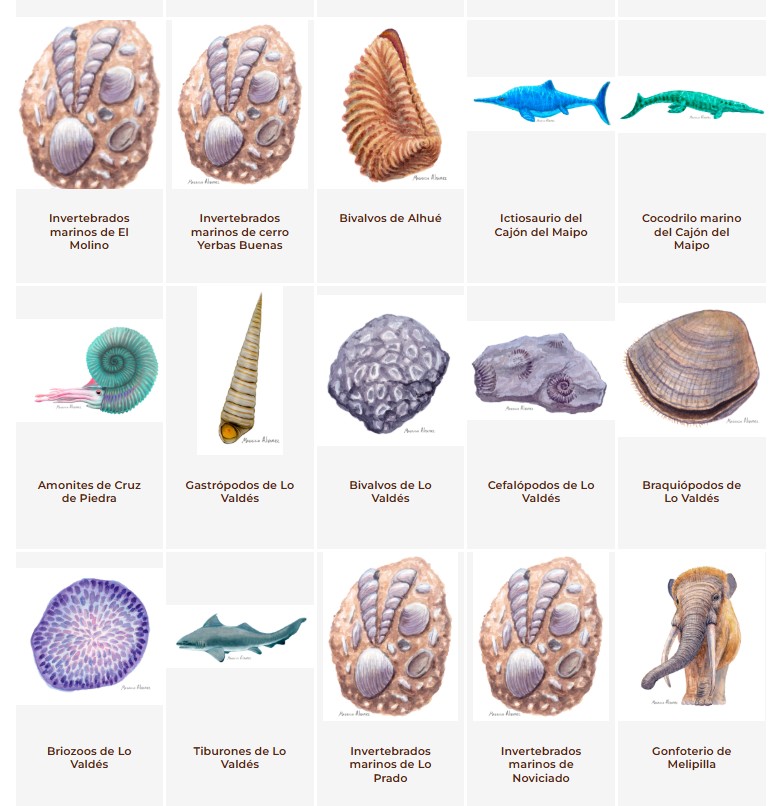 Ilustraciones científicas. Créditos: Equipo de Paleo a un Click