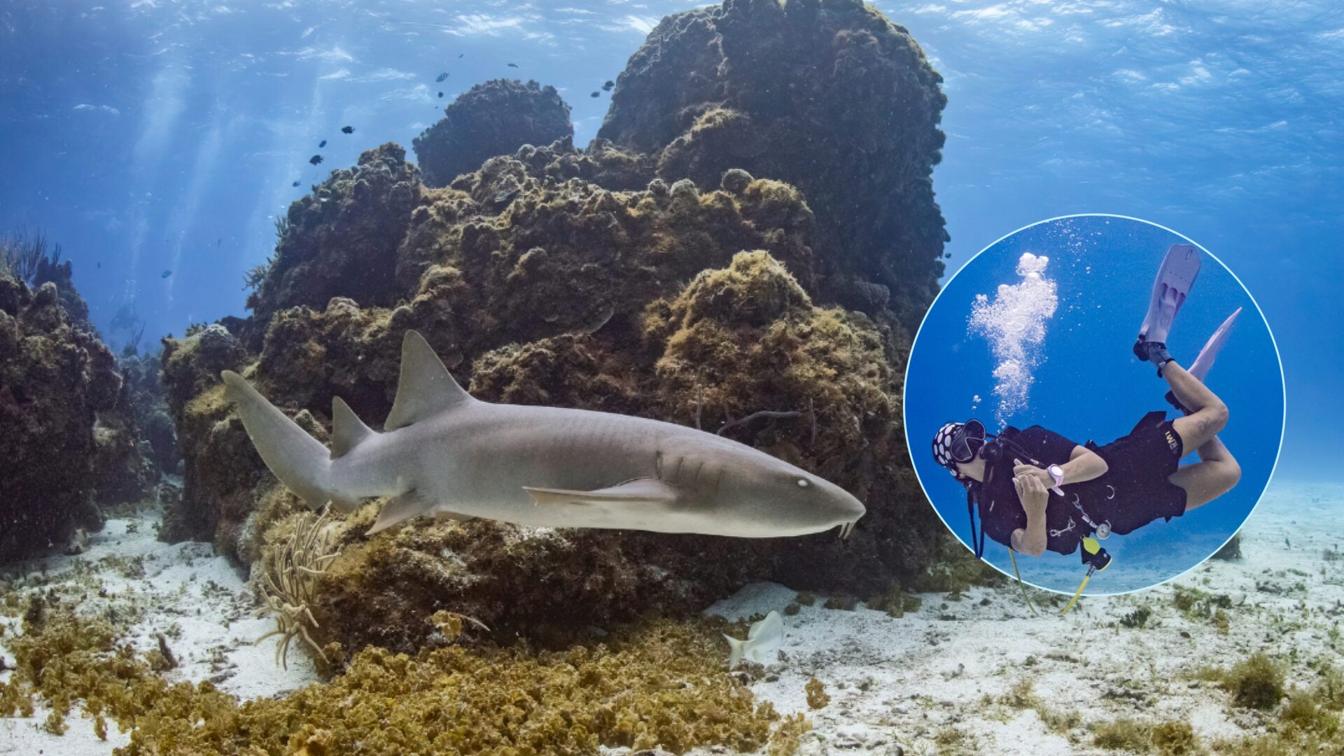 «Los humanos matamos 100 millones de tiburones al año»: Catalina Velasco, bióloga marina, publica nuevo libro que replantea nuestra relación con los tiburones
