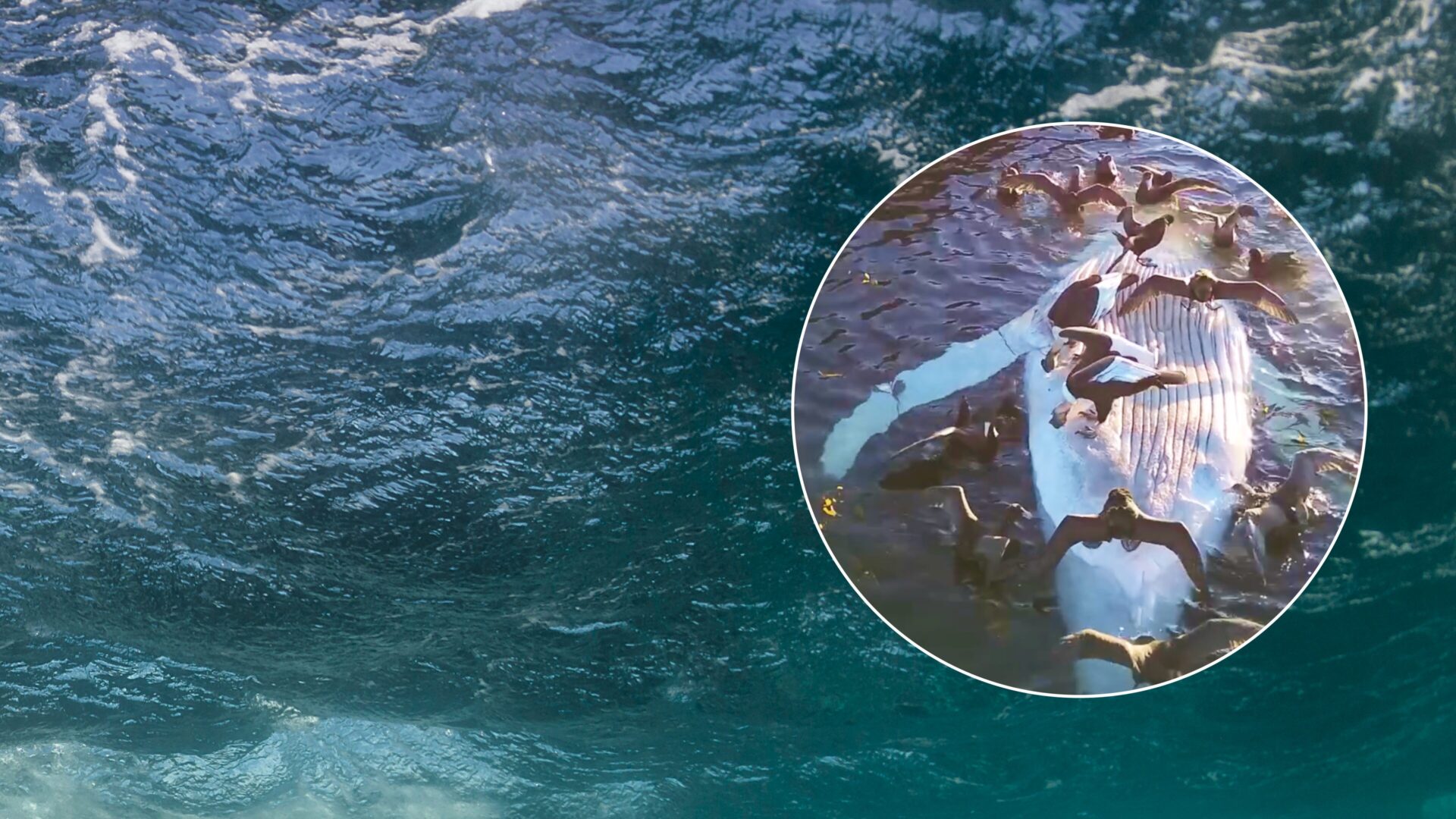 Impresionante escena: Cóndores se alimentan de ballena muerta en el Canal de Beagle, Argentina