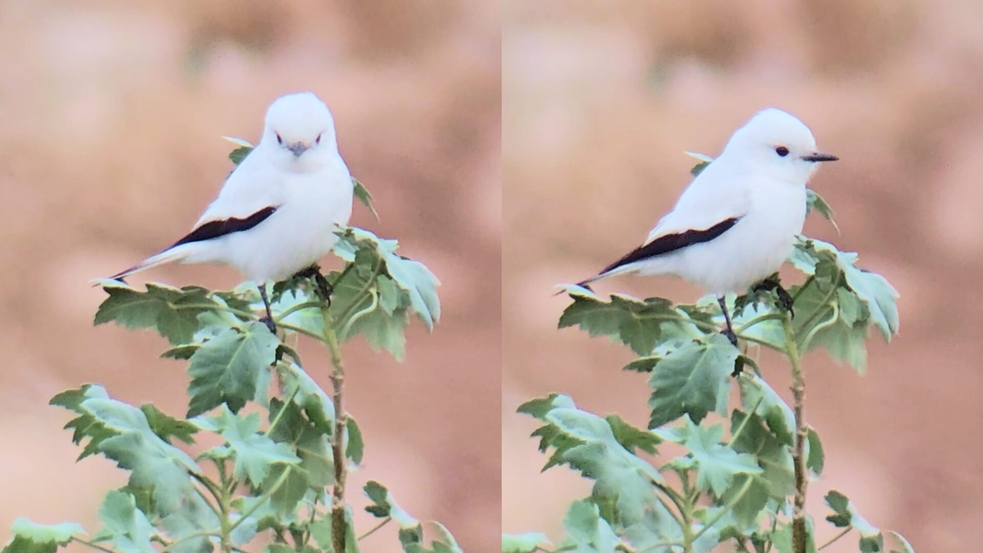 Monjita blanca sorprende a observadores de aves en Coquimbo con inéditos registros en Chile