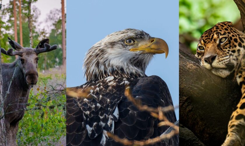 Tres especies, tres países: Los animales que representan la biodiversidad de América en la gran fiesta del fútbol