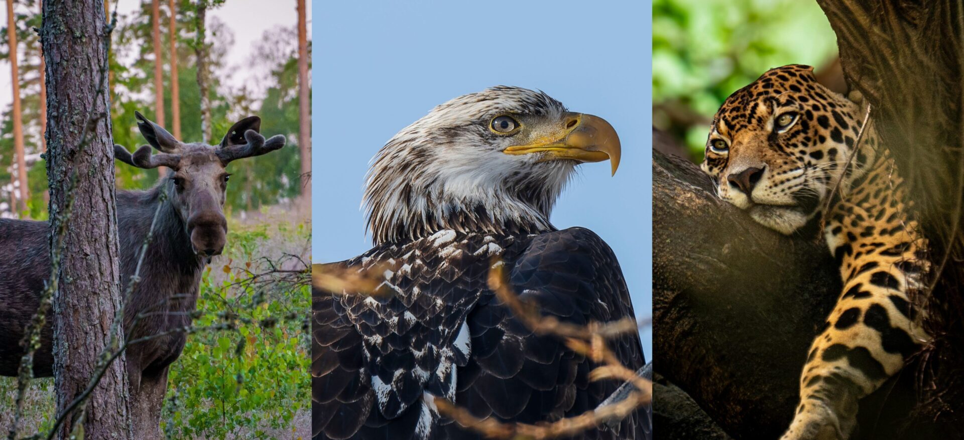 Tres especies, tres países: Los animales que representan la biodiversidad de América en la gran fiesta del fútbol