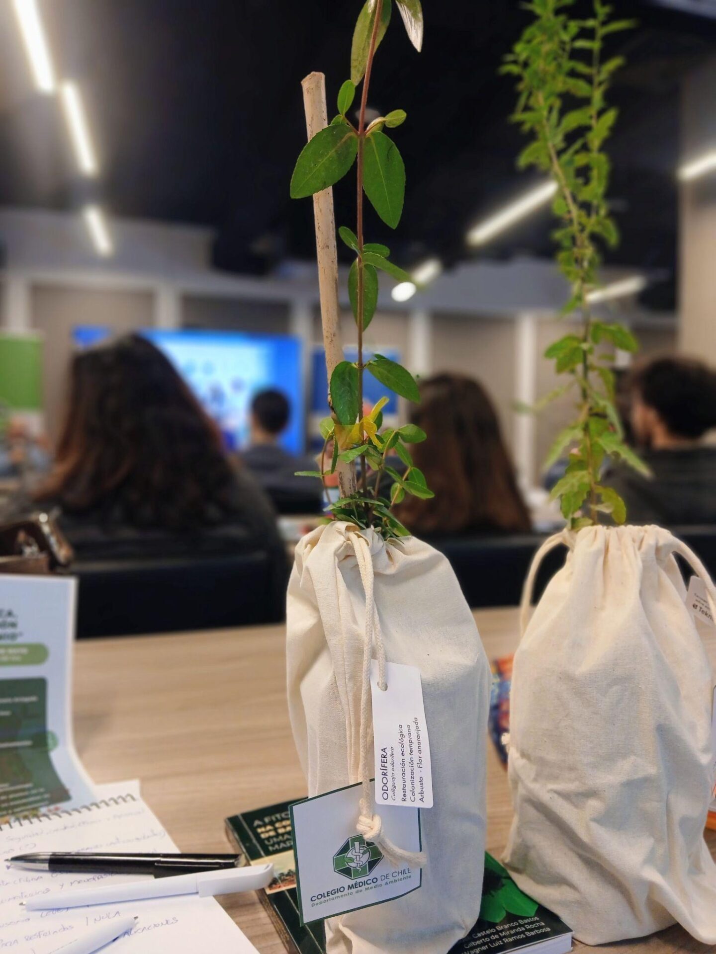 Plantas nativas al servicio de la salud pública y el desafío de impulsar esta práctica con mayor regulación, seguridad y eficacia