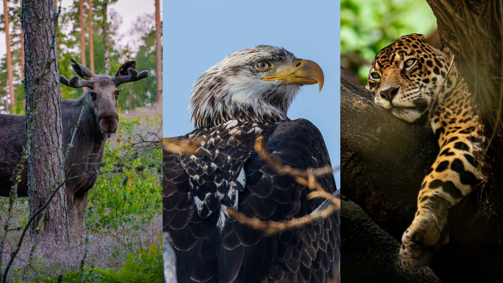 Tres especies, tres países: Los animales que representan la biodiversidad de América en la gran fiesta del fútbol