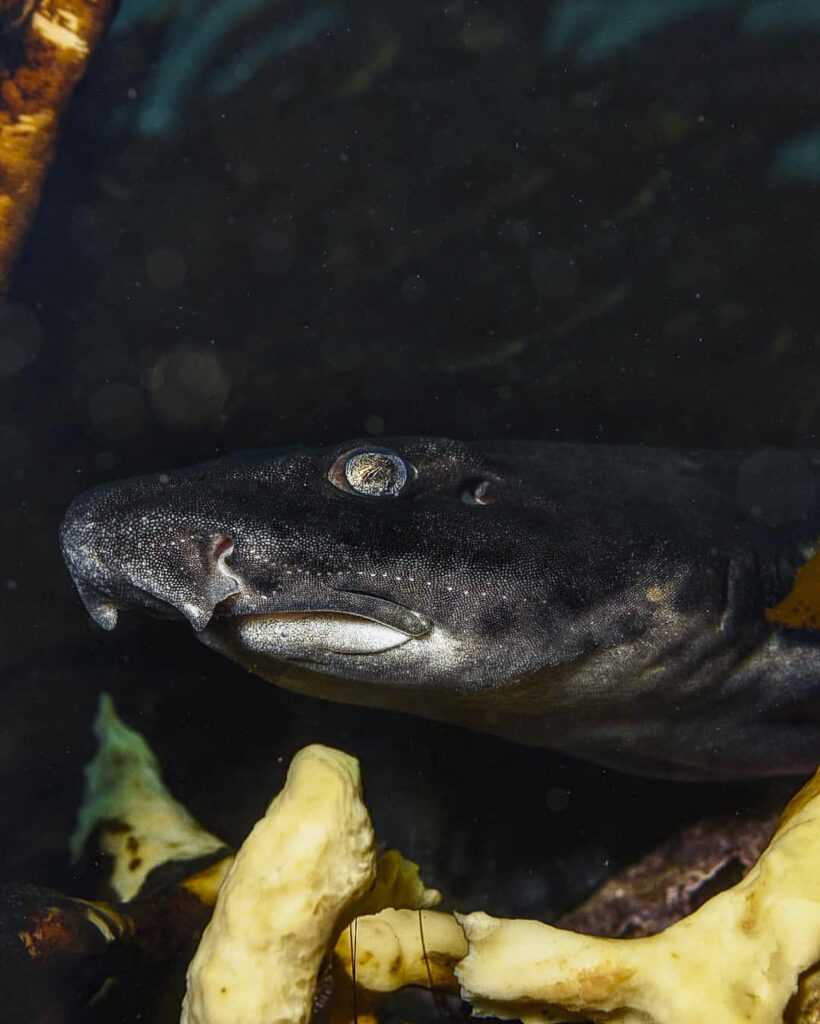 Tiburón pintarroja (Schroederichthys chilensis). Créditos: ©Pablo Guerrero @pezdepie