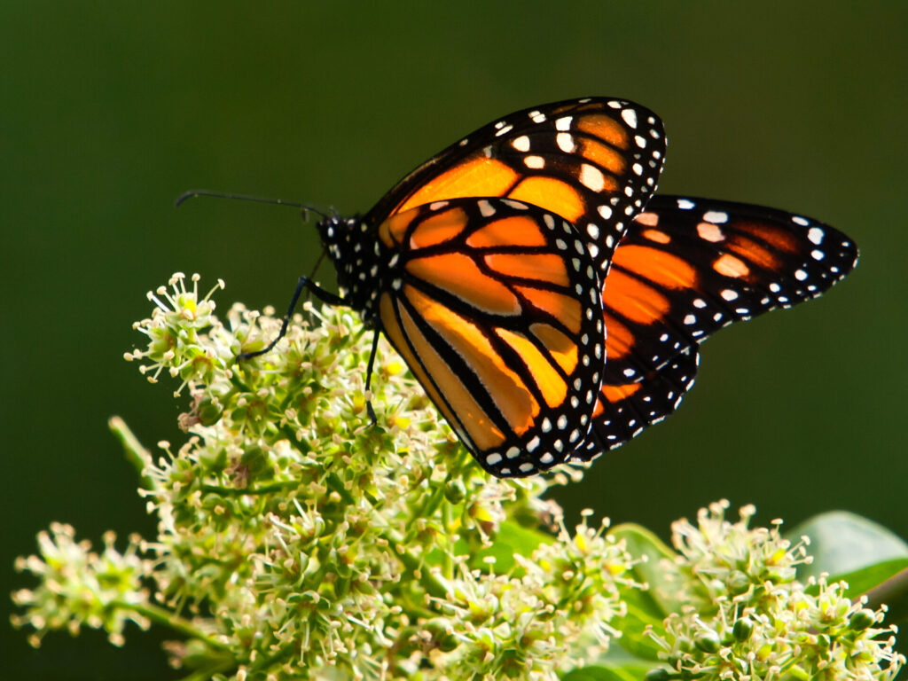Mariposa monarca. Créditos (CC-BY): Juan Emilio, vía Wikimedia Commons.