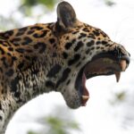 Créditos: Diego F. Parra