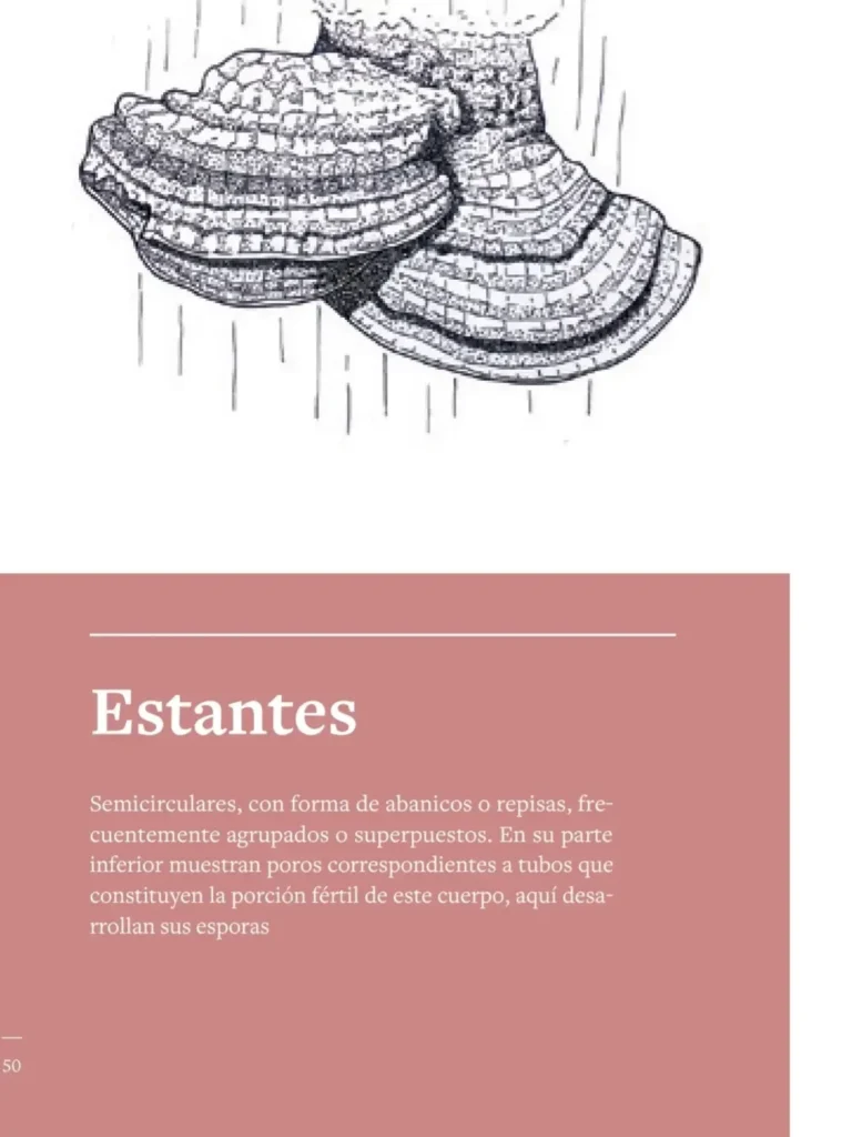 Guía de Campo: Reino Fungi Región de Aysén.
