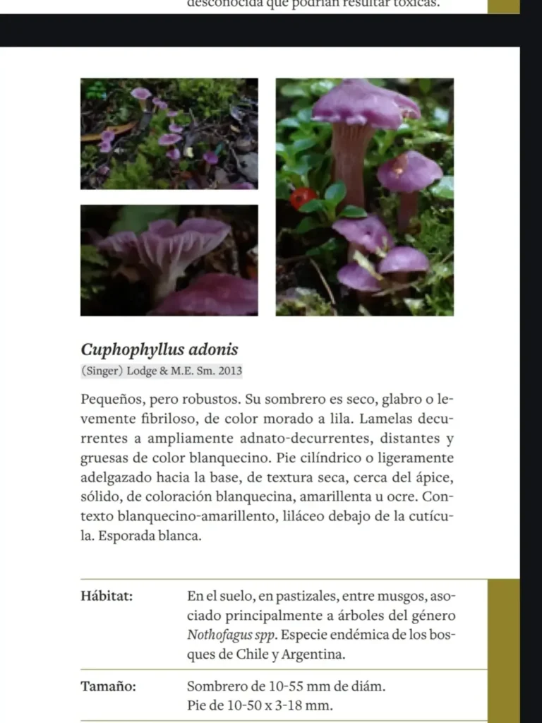 Guía de Campo: Reino Fungi Región de Aysén.