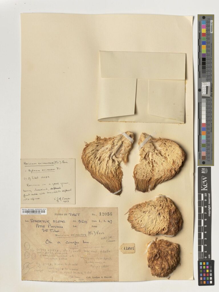 Créditos: RBG Kew, cortesía de IEB