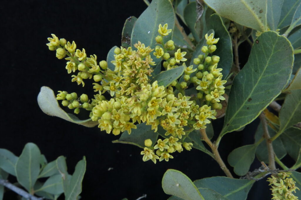 Lithrea Caustica (Litre). Créditos: M.F.Gardner, RBG Edinburgh