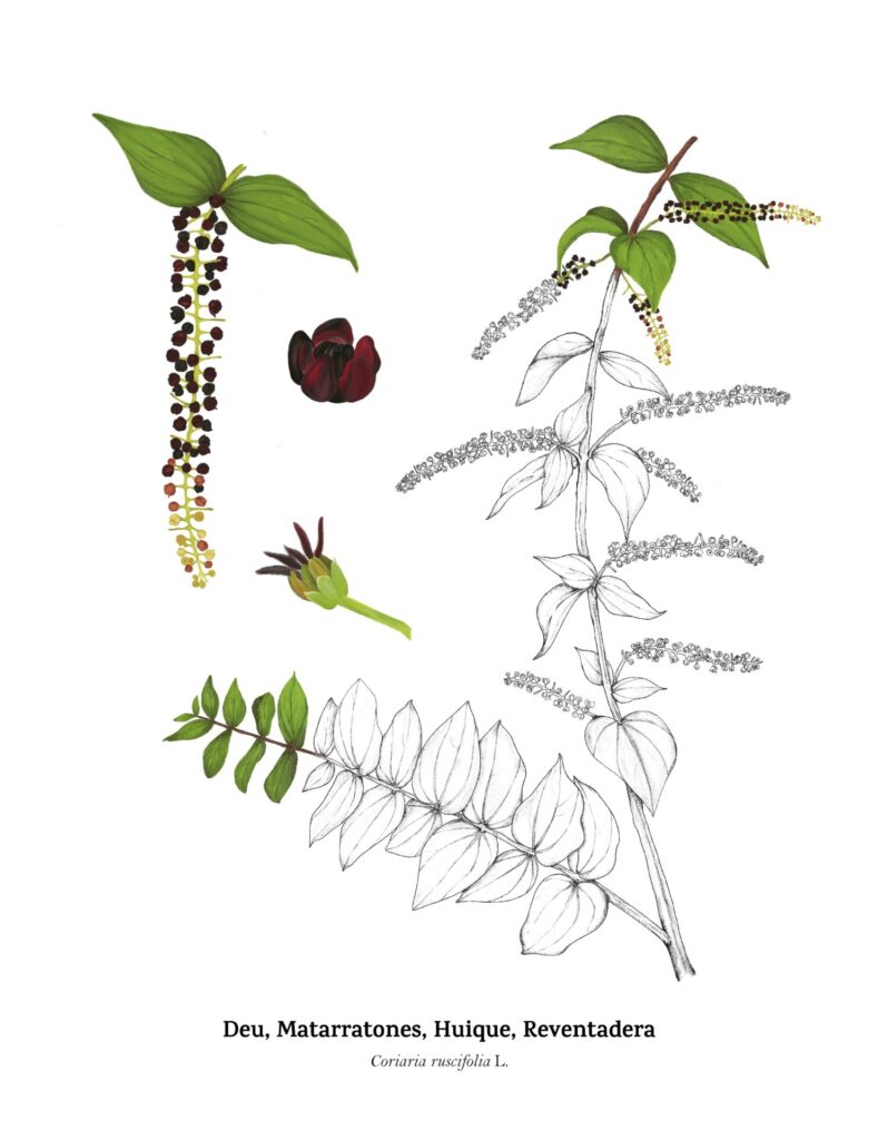Coriaria Ruscifolia (matarratones). Créditos: Ilustración de Monserrat Herrera