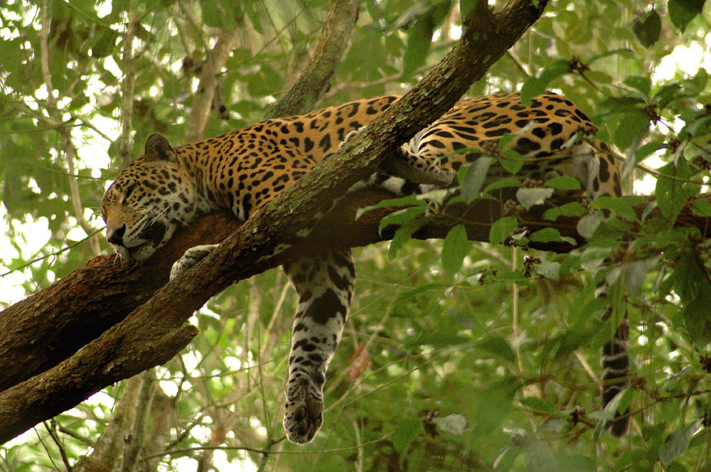 Créditos: Michael Schamis / Wikimedia Commons