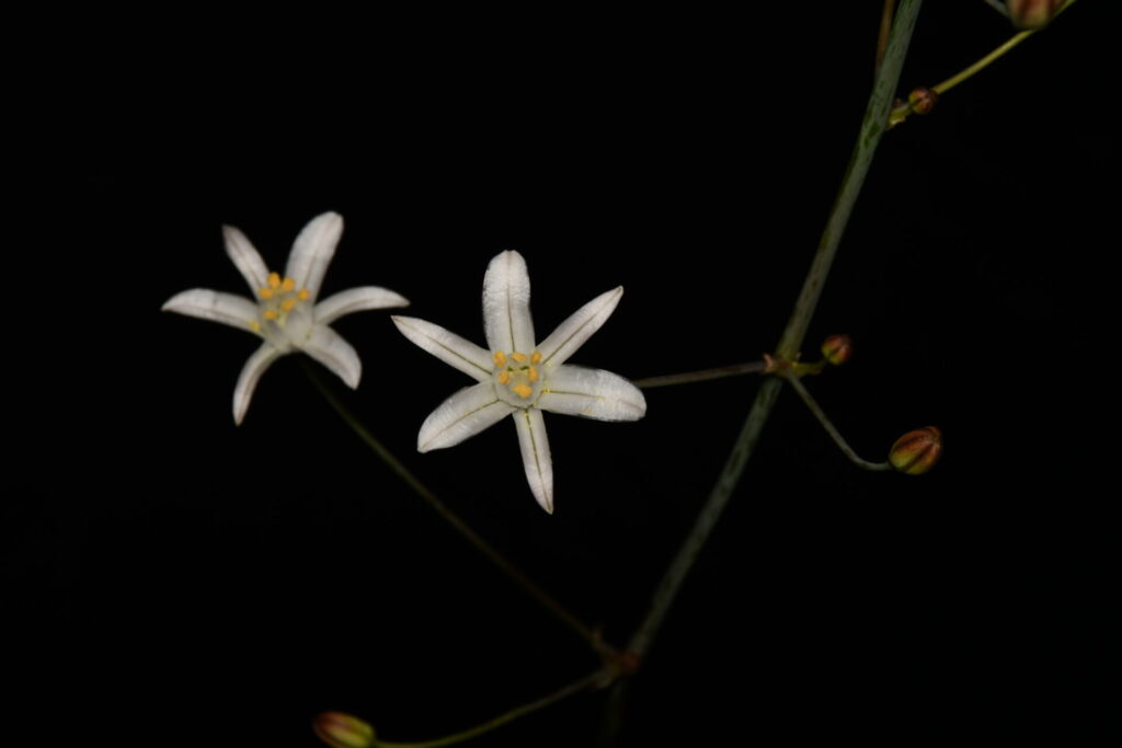 Oziroë imbricata. Créditos (CC-BY): Arón Cádiz-Véliz y Jean-François Casale (DOI: https://doi.org/10.11646/phytotaxa.763.1.7).