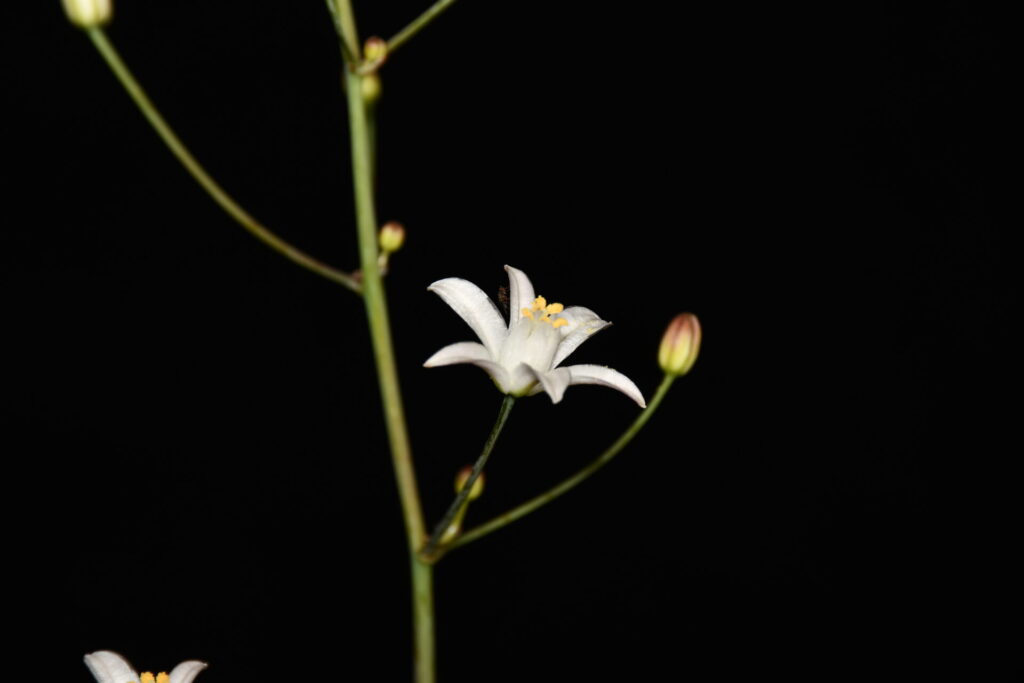 Oziroë imbricata. Créditos (CC-BY): Arón Cádiz-Véliz y Jean-François Casale (DOI: https://doi.org/10.11646/phytotaxa.763.1.7).