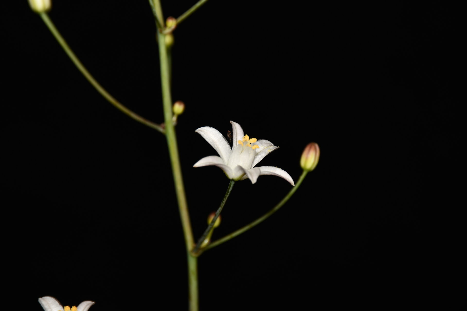 De flores blancas y pétalos curvados: Descubren nueva especie para el Desierto Florido en Atacama