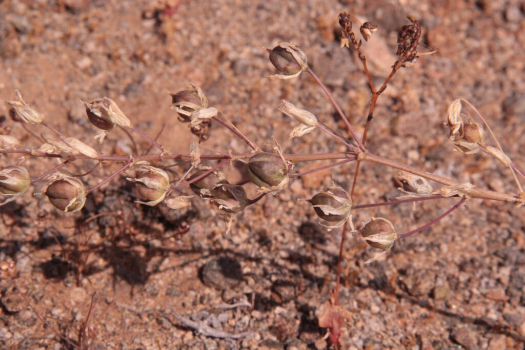 Oziroë imbricata. Créditos (CC-BY): Arón Cádiz-Véliz y Jean-François Casale (DOI: https://doi.org/10.11646/phytotaxa.763.1.7).