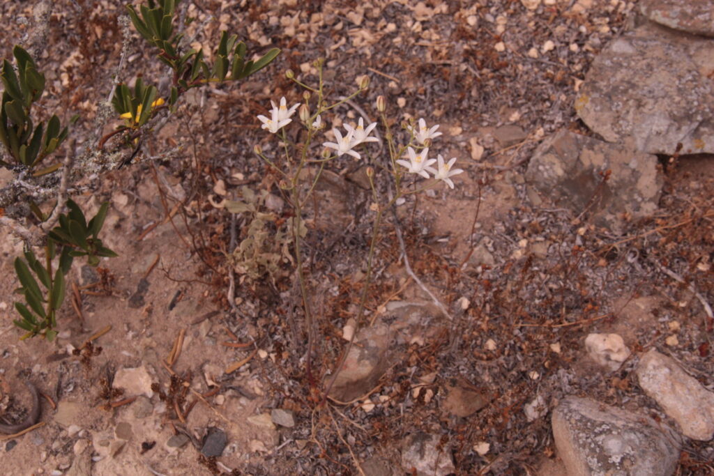 Oziroë imbricata. Créditos (CC-BY): Arón Cádiz-Véliz y Jean-François Casale (DOI: https://doi.org/10.11646/phytotaxa.763.1.7).
