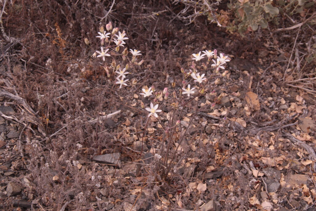 Oziroë imbricata. Créditos (CC-BY): Arón Cádiz-Véliz y Jean-François Casale (DOI: https://doi.org/10.11646/phytotaxa.763.1.7).