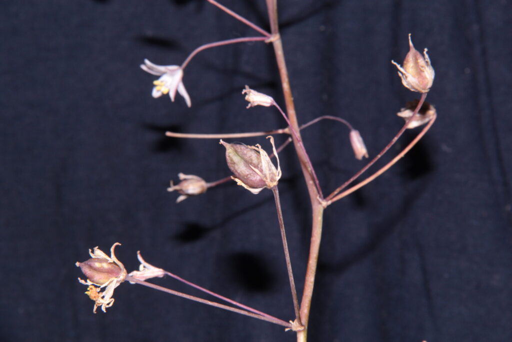 Oziroë imbricata. Créditos (CC-BY): Arón Cádiz-Véliz y Jean-François Casale (DOI: https://doi.org/10.11646/phytotaxa.763.1.7).