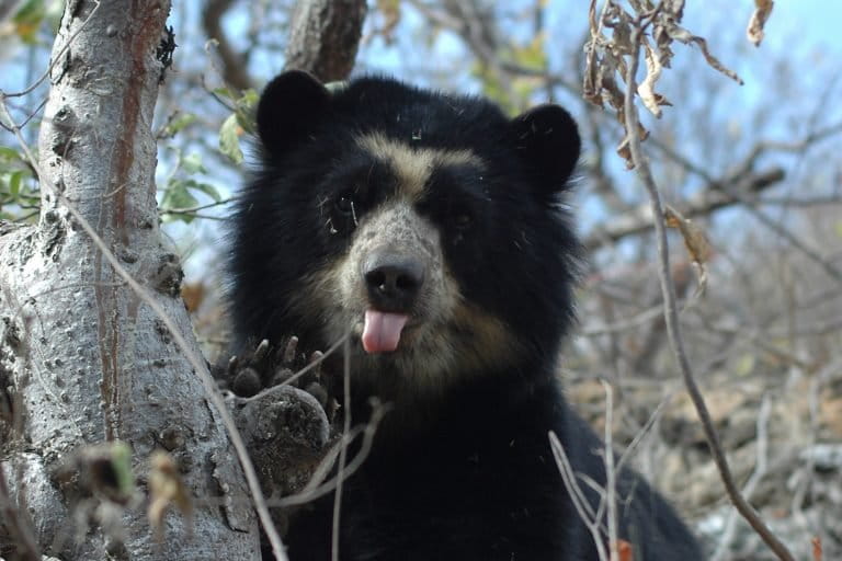 Oso de anteojos u oso andino. Imagen de referencia. Foto: cortesía SBC Perú