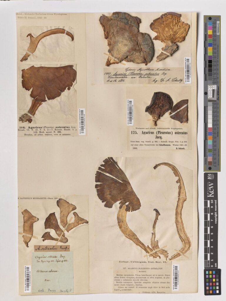 Créditos: RBG Kew, cortesía de IEB
