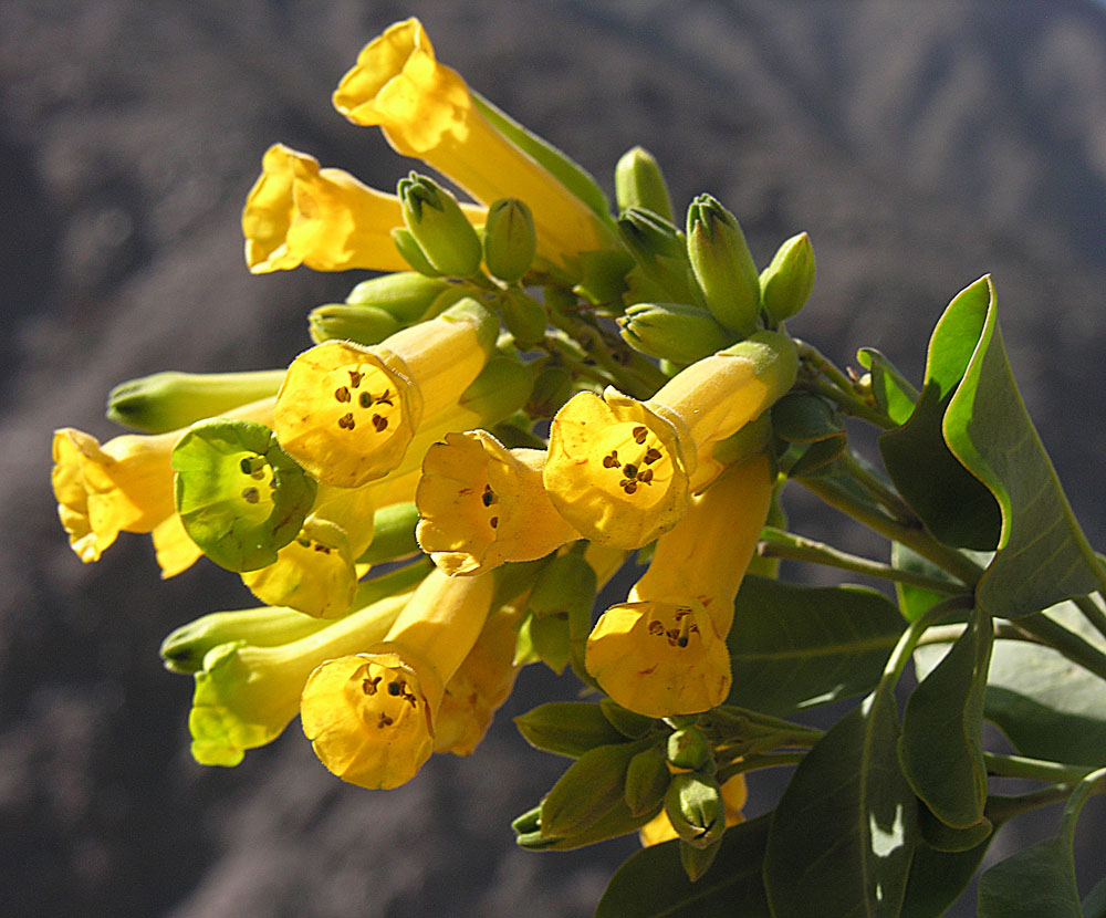 Nicotiana glauca (palán palán). Créditos: Dick Culbert (Wikimedia Commons)