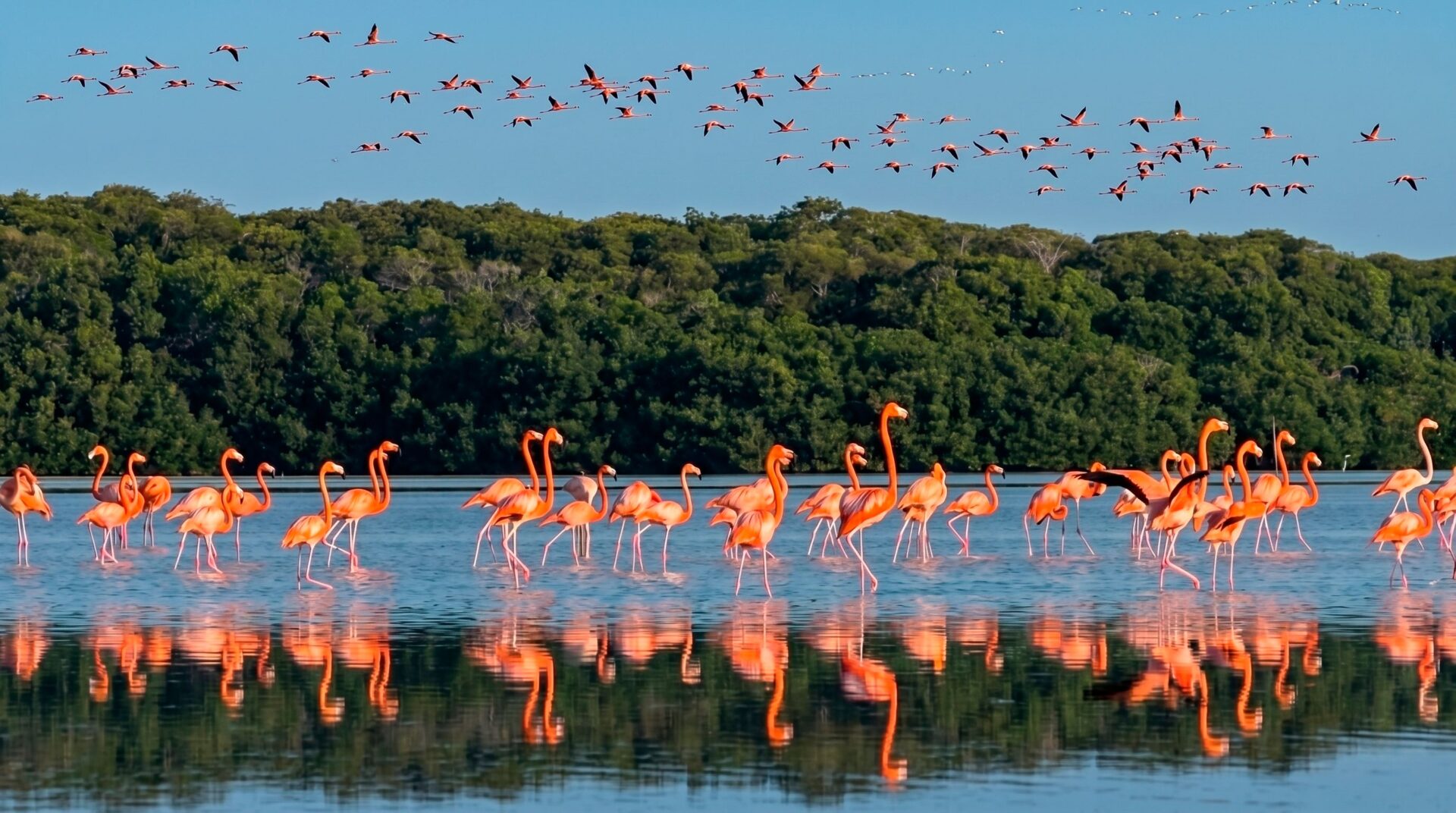 MÉXICO | ‘Flamingos: la vida después del meteorito’: El recién estrenado documental que tardó 700 días en filmarse en Yucatán