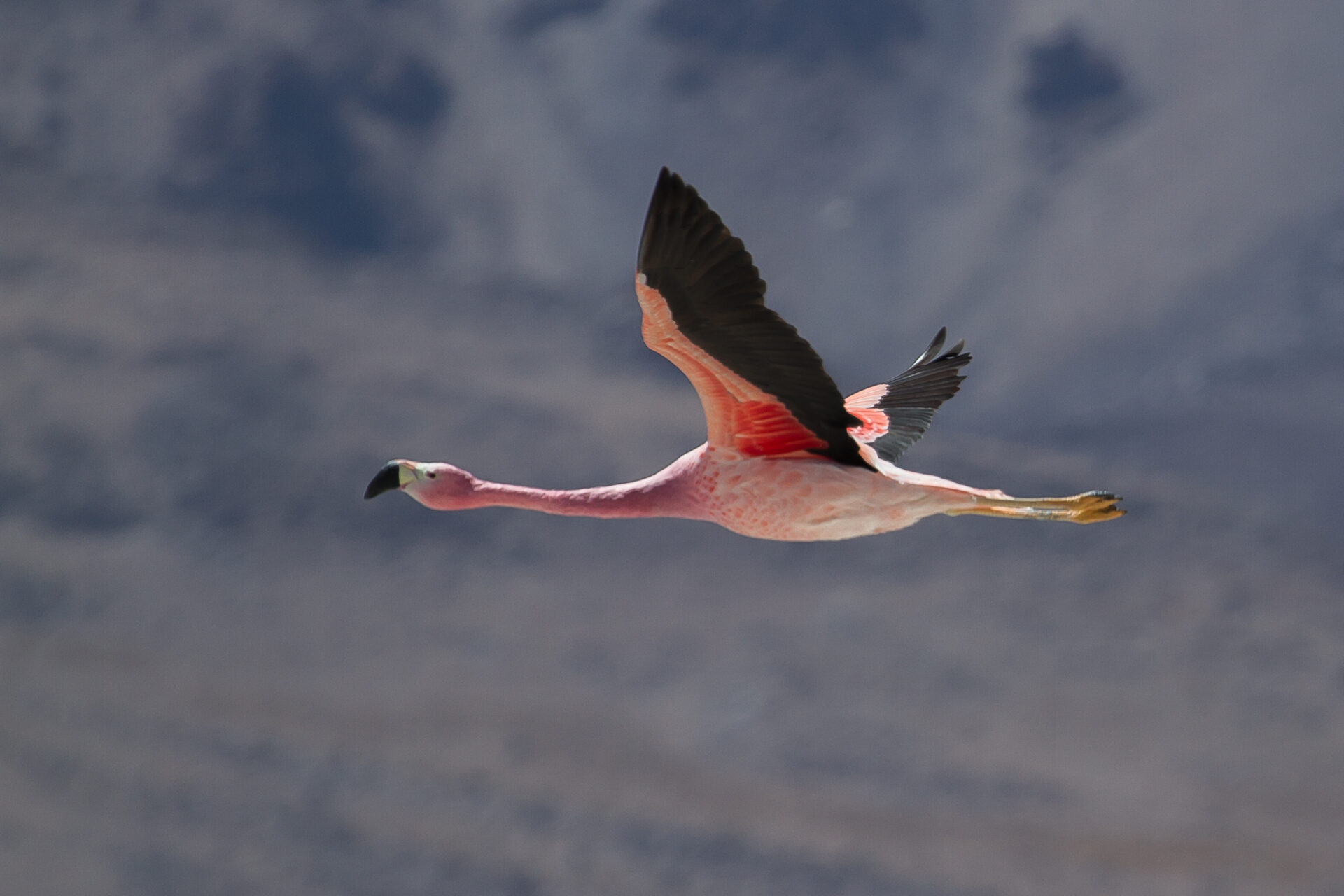 Lanzan convocatoria de Conserva Aves en Chile para financiar la creación, ampliación y homologación de áreas protegidas privadas