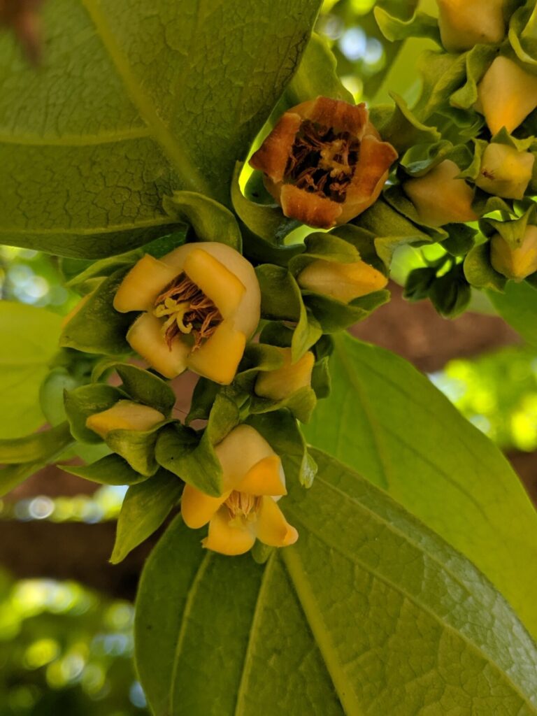 Caqui (Diospyros kaki). Créditos: ©Peri Lee Pipkin, algunos derechos reservados (CC BY-NC). https://www.inaturalist.org/photos/38822738