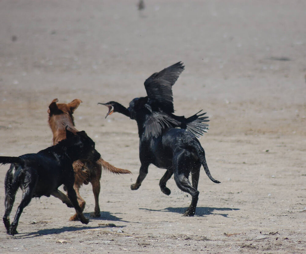 Perros atacan a un Yeco. Créditos: Conaf