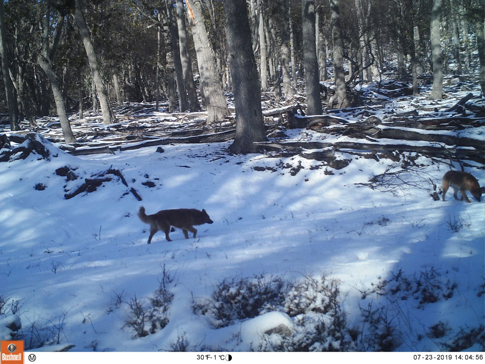 Perro en el Sendero La Paciencia, Parque Karukinka. Créditos: WCS