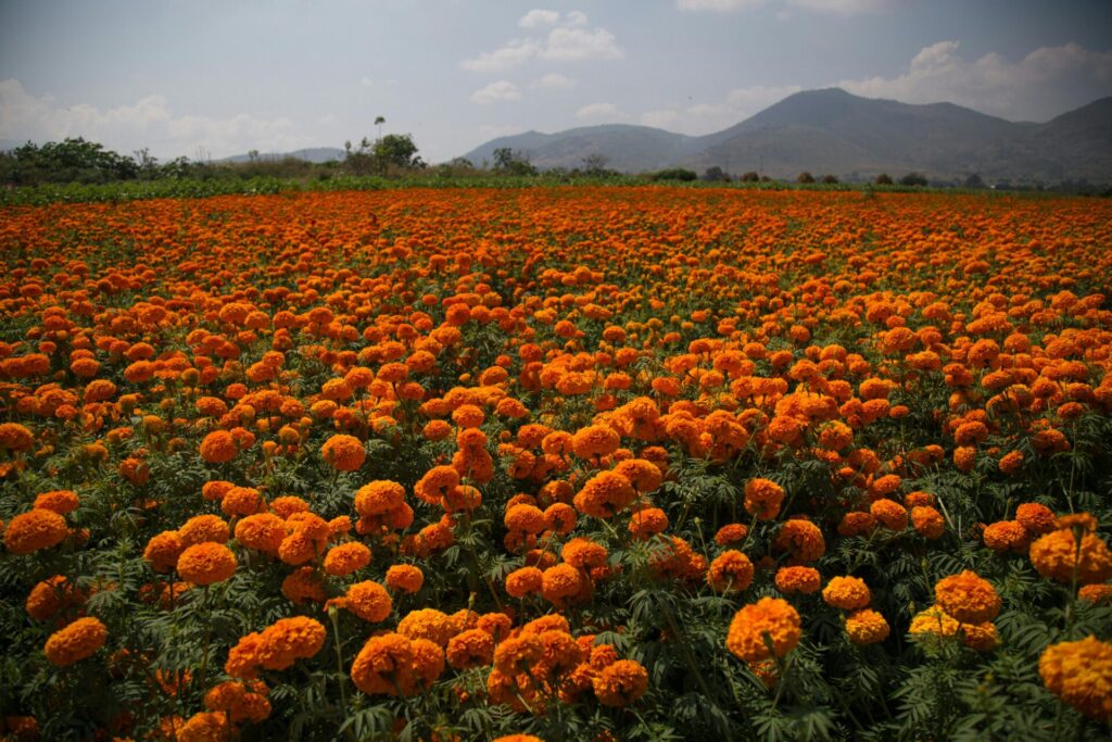 Campo de cempasúchil por Shiebi AL