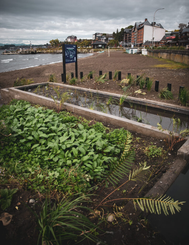 Puerto Varas implementa innovador humedal artificial para ayudar a descontaminar el Lago Llanquihue. Créditos (CC-BY): Municipalidad de Puerto Varas.